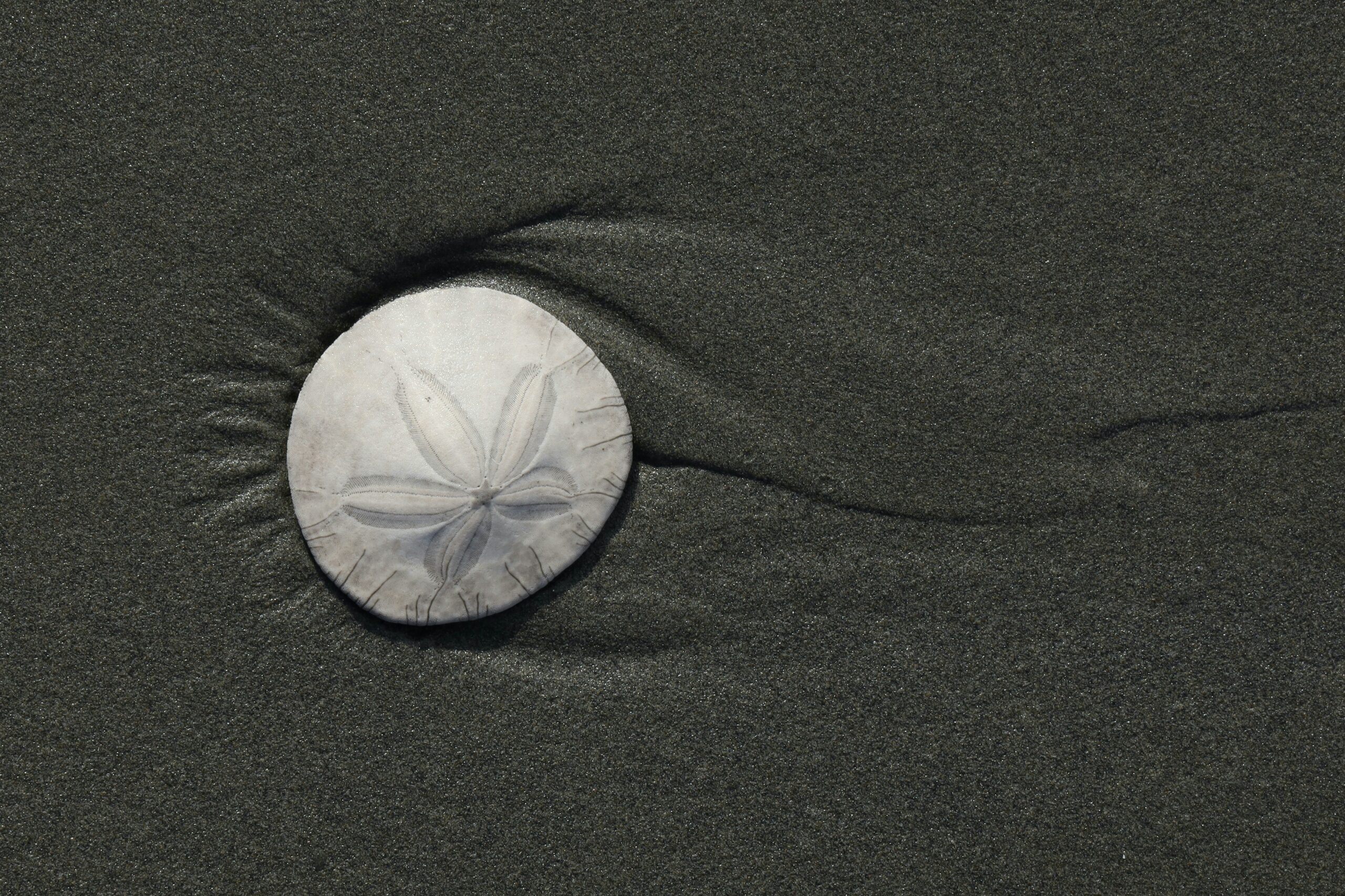 Sand-dollar2